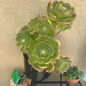 Aeonium clippings (giant, 4x per pack)